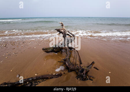 Bizzarro driftwood giace sulla spiaggia sabbiosa in Grecia Foto Stock