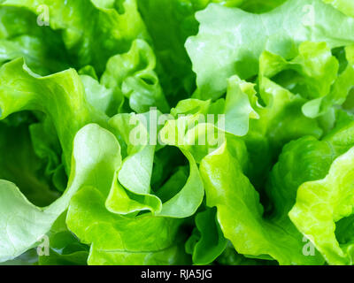 Sfondo vegetariano - fresco verde foglie di lattuga close up Foto Stock