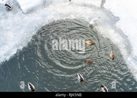 Vista dall'alto di anatre e gabbiani nuotare in polynya congelati vodootvodniy canal sul fiume Moskva nella città di Mosca in inverno Foto Stock