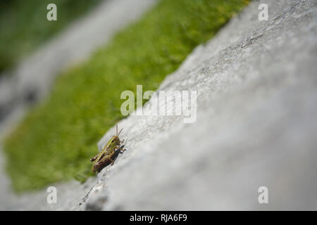 Grasshopper su roccia, GesÃ¤utilizzare National Park, Stiria, Austria Foto Stock