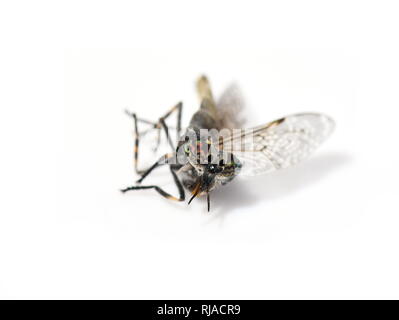 Haematopota horse-fly cleg morti isolati su sfondo bianco Foto Stock