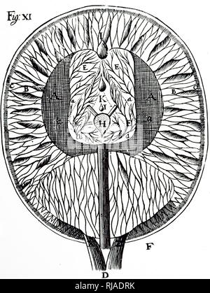 Una incisione raffigurante Cartesio' disegno del cervello umano. Risalenti al XVII secolo