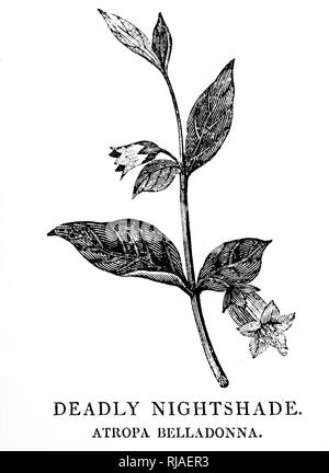 Un woodblock incisione raffigurante un rametto di Belladonna, una pianta erbacea perenne fornita in nightshade famiglia delle solanacee, che comprende i pomodori, patate e melanzane. Xilografia di Thomas Bewick (1753-1828) un incisore Inglese e Storia Naturale autore. Datata xviii secolo Foto Stock