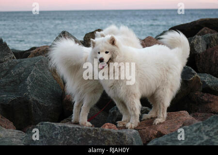 Due bellissimi Samoiedo stanno giocando sulla spiaggia al tramonto, sunrise. Cani bianchi Foto Stock