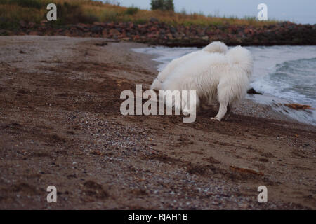 Due bellissimi Samoiedo stanno giocando sulla spiaggia al tramonto, sunrise. Cani bianchi Foto Stock