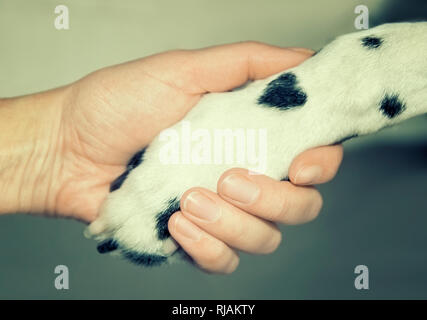 Cane dalmata zampa con una macchia a forma di cuore e di mano umana vicino. Amicizia e fiducia e amore tra il cane e il suo proprietario Foto Stock