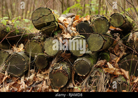 Un mucchio di tronchi sovrapposti in una foresta Foto Stock