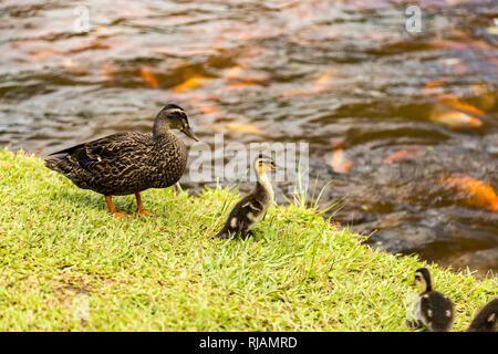 Mama di anatra con anatroccoli in Hoomaluhia Giardino Botanico, Oahu, Hawaii. Foto Stock