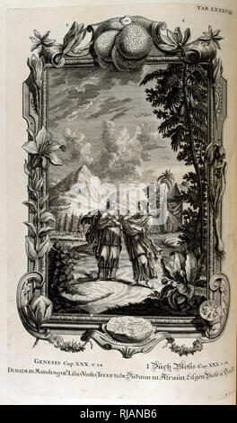 Impianto di mandragora. È spesso conosciuta come Mandrake, dal fisico sacree, ou Histoire Naturelle-de la Bibbia, 1732-1737, da Johann Jakob Scheuchzer (1672 - 1733), un studioso Svizzero nato a Zurigo Foto Stock