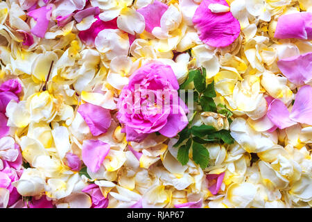 Bella rosa rosa su bianco e petali di rosa sullo sfondo Foto Stock