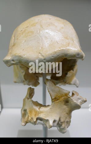 Nel 1976, un ominide fossile cranio è stato recuperato dal Ngaloba letti a Laetoli, Tanzania settentrionale; la scoperta di questo cranio è di grande interesse e di grande importanza a causa della sua molto sostanziale presunta antichità e in gran parte la sua anatomicamente moderno la morfologia. La scoperta ha importanti implicazioni per l'antichità e origine del moderno Homo sapiens, un argomento di interesse di lunga data e uno che ha guadagnato attenzione rinnovata di recente. Foto Stock