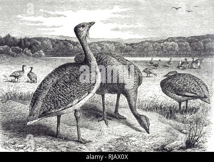 Una incisione raffigurante una grande bustard un uccello della famiglia bustard, il solo membro del genere Otis. Datata del XIX secolo Foto Stock