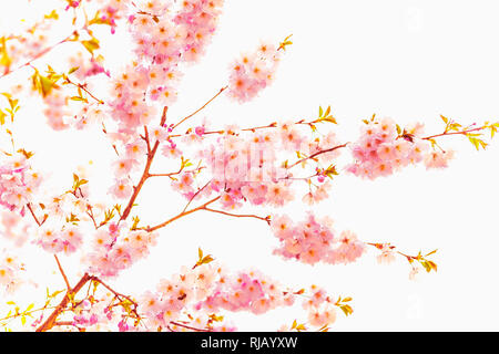 Kirschblüten un einem Baum im Frühling, Foto Stock