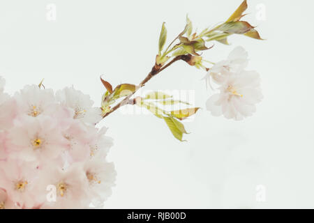Kirschblüten un einem Baum im Frühling, Foto Stock
