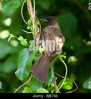 Molto comune e diffuso di Bulbul; il Comune, giallo-ventilati o black-eyed è uno degli uccelli più comuni delle savane e bushveld Foto Stock