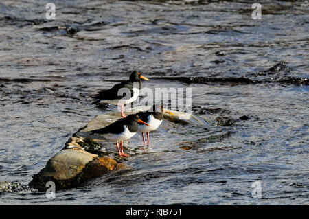 Tre adulti (oystercatchers Haematopus ostralegus) in piedi su una roccia nel fiume Findhorn che corre attraverso i Monti Monadhliath, Inverness-sh Foto Stock