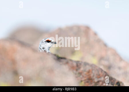 Pernice bianca (Lagopus mutus), maschio adulto in inverno piumaggio prendendo la sua testa sopra le rocce in coire un t-Sneachda (Corrie della neve) sul lato di Foto Stock