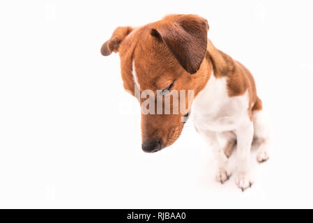 Triste cane sta guardando verso il basso - little jack russell terrier maschio - lo stile dei capelli lisci Foto Stock