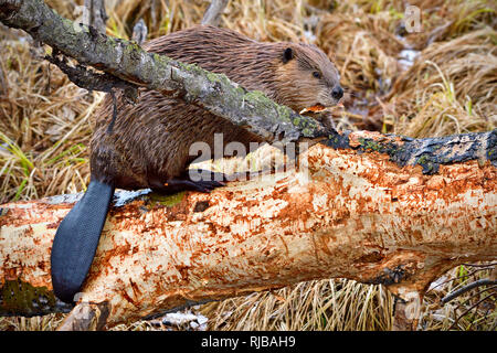 Un adulto selvatico castoro (Castor canandsis), arrampicandosi su un albero che ha abbattuto, masticando fuori la corteccia gustosa in Alberta Canada rurale Foto Stock