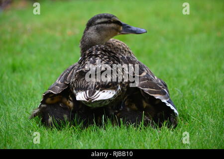 Si ripara dalla pioggia - anatroccoli - amore materno Foto Stock