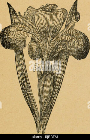 . Cento fleurs de mon herbier : études sur le monde végétal à la portée de tous ; suivies d'onu calendario de la flore de la provincia de Québec. Botanique; Botanique. PLANTES AQUATIQUES. LES IRIS. 29 Famille des iridées. - Iris faux acore. Iris pseiidoaconis. - Versicolore Iris. Iris versicolor. - Fossés, étangs, lieux humides. Juin-juillet. Des sapienti affirment que c'est Louis VII, dit le Jeune, qui choi- sedersi l'iris des Marais, Faux ou acore, pour le blason royal, au momento où il partait pour la deuxième croisade, en 1147. La figura, il est vrai, porte le nom de Fleur de Lis, mais su admet auj Foto Stock