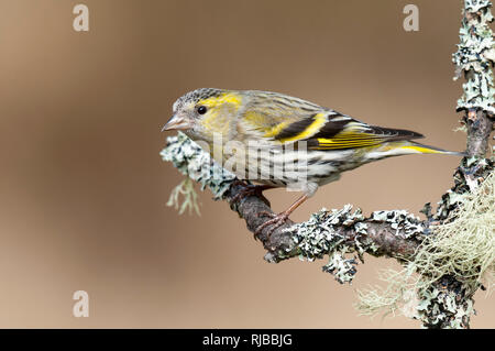 (Lucherino Carduelis spinus), femmina adulta appollaiato su un lichen incrostato ramoscello a RSPB Loch Garten nel parco nazionale di Cairngorms, Inverness-shire, Scotl Foto Stock