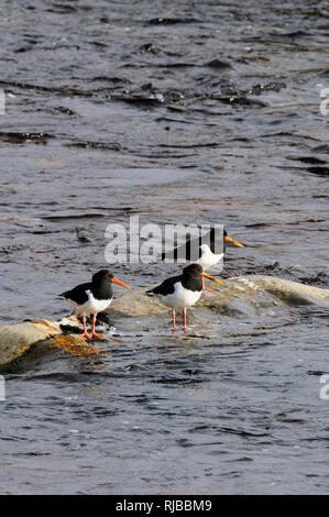 Tre adulti (oystercatchers Haematopus ostralegus) in piedi su una roccia nel fiume Findhorn che corre attraverso i Monti Monadhliath, Inverness-sh Foto Stock