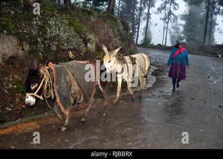 Asini in YANAMA - Parco Nazionale HUASCARA. Dipartimento di Ancash.PERÙ Foto Stock