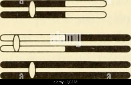 . Eredità di cella. Citogenetica. Si alternano diS)unzione di disgiunzione adiacenti. tipo 1 adiacenti di disgiunzione, tipo 2 ai 3^ ia. (D) La figura 4.4. La traslocazione eterozigotico abbinato a pachytene. (O). I cromosomi dei genitori sono indicati prima di duplicazione e la procedura di abbinamento in meiotica prophase. Nella traslocazione reciproca tra i cromosomi 1 e 2, ciascun cromosoma è numerata con il settore contenente il centromero dato prima. (B). Una vera e propria configurazione pachytene ridisegnata da una fotografia mostra l'associazione. Si prega di notare che queste immagini vengono estratte dalla pagina sottoposta a scansione di immagini che possono essere state enhan digitalmente Foto Stock
