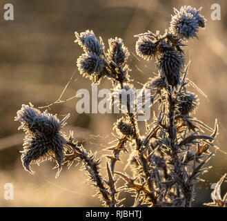 Fiordaliso comune (Centaurea nigra) coperto di brina e ragnatele Foto Stock