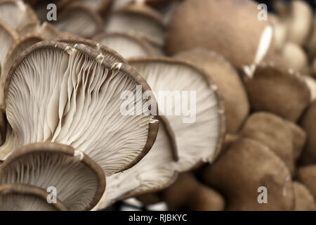 Fresche funghi Oyster close up (Pleurotus ostreatus), il fuoco selettivo Foto Stock