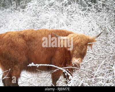 Un altopiano di vacca (Bos primigenius taurus) forraging per alimenti in un campo nevoso in Manchester Foto Stock