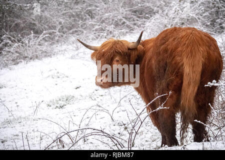 Un altopiano di vacca (Bos primigenius taurus) forraging per alimenti in un campo nevoso in Manchester Foto Stock