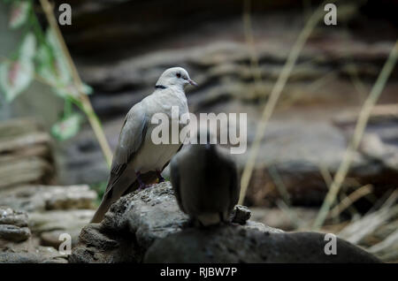 Una coppia di bellissimi uccelli bianco con ali grigio sedersi su pietra Foto Stock