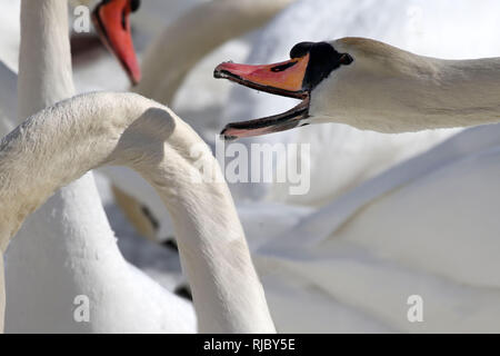 Grande folla di centinaia di cigni Foto Stock