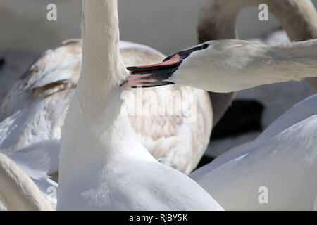 Grande folla di centinaia di cigni Foto Stock