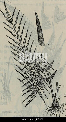 . Chang Jiang san Jiao Zhou ji lin jin di qu bao zi zhi wu zhi é¿ae±ä'è§ae'²åé"è¿å °åºå-¢å-ae¤©ç å¿. botanica. 49.äºå£è¾¹èï¼äºae¦è¾¹èã Pteris multifida Poir, ae ae¤ªé"20ã60cmãae ¹ç¶èç"ç"ï¼é¡¶ç"¯ è¢"ae·±è¤è²é"å½¢è¾çãå¶äºåï¼ç°çï¼å¶aeç° é"è²aeå'¦è¤è²ï¼ae±å di å¶é¿åµå½¢ï¼é¿15ã45 cm,å®½10ã20cmï¼ ä'åç¾½ç¶ï¼ä½ä'é¨ç¾½ç å¾å¾äºè³ä'åï¼é¤åºé¨ä'å¯¹aeaeå¤ï¼å ¶ä"å å¯¹åºé¨ä'å"¶ï¼å¨å¶è½'ä'¤ä¾§å½¢aeç-ç¿ ï¼å°ç¾½ç çº¿å½¢ï¼é¡¶ç"¯ae'å °ï¼ä'çae±å-åç¾¤ï¼aeç"é' é½¿ï¼åä'å ¨ç¼ï¼è¥å "å¶å °ç¾½çè¾å®½ï¼éå''ä'º 6ã10mmï¼è¾¹ç¼aeä'ae'é½çå°é'é½¿å¹¶aeè½¯ éª¨è'¨çè¾¹ï¼å¶èaeae¾ï¼åä'aeäºåï¼å¶è è'¨ï¼ae ae¯ãå-¢å-åç¾¤çº¿å½¢ï¼ae²¿å¶è¾¹è¿ç"-å å'ï¼åç¾¤çååï¼ç°è²ï¼èè'¨ï¼å ¨ç¼ Foto Stock