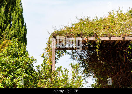 Patio esterno giardino estivo nel portico del cortile di casa con la tettoia pergola gazebo in legno e orange citrus piante pensili con frutta e nessuno in assi Foto Stock