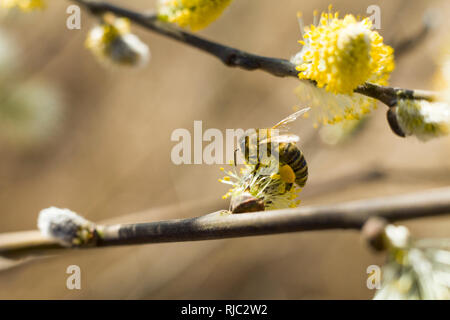 Bee pollinates un albero in fiore. L'Ape raccoglie il polline sulla struttura di fioritura. Ape su amenti. Il polline giallo su ramoscelli e egli bee. Foto Stock