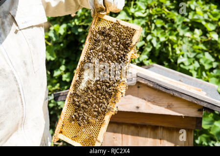 Telaio con il miele prelevato da un alveare. Favi nel telaio e le api. La scelta di miele da apicoltore. Foto Stock