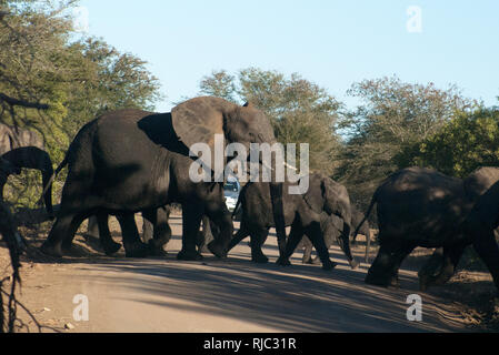 Branco di elefanti attraversando la strada, il Parco Nazionale Kruger, Sud Africa Foto Stock