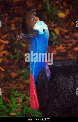 Southern o doppio wattled casuario (Casuarius casuarius) Foto Stock