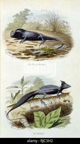 Illustrazioni di lucertole da Bernard Germain de Lacepede (1756-1825), naturalista francese e politico. Histoire Naturelle des quadrupedes ovipares, serpenti, poissons et cetacees. Eymery, Parigi 1825. Foto Stock