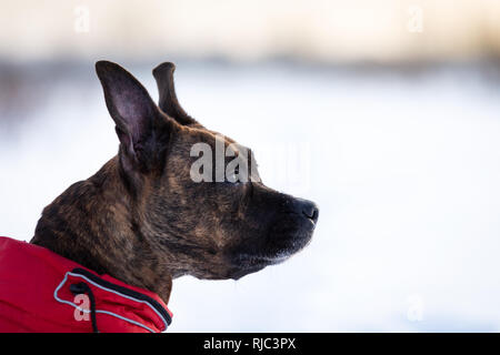 Tiger american staffordshire terrier con non orecchie passeggiate all'aperto in inverno Foto Stock