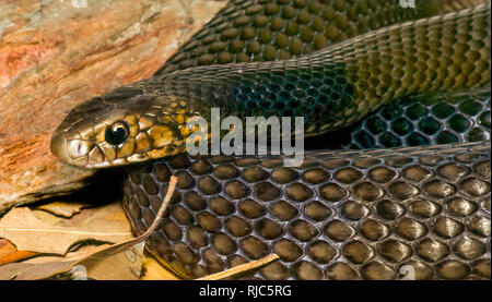 Close-up di un Orientale snake marrone (Pseudonaja textilis), Australia Foto Stock