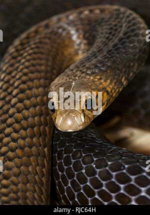 Close up di un Orientale snake marrone (Pseudonaja textilis) Foto Stock