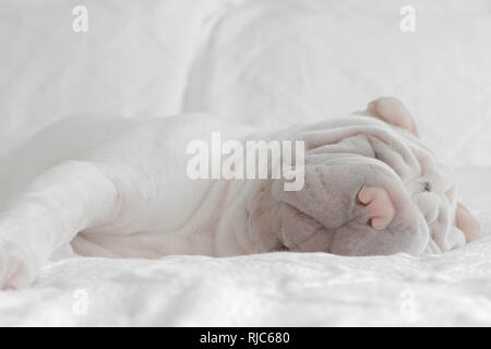 Shar pei cane cucciolo sdraiato su un letto che dorme Foto Stock