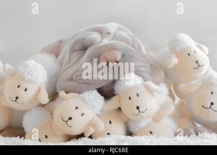 Shar pei cucciolo cane dormendo su una pila di giocattoli morbidi Foto Stock