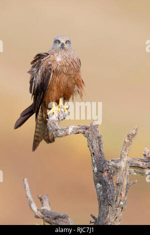 Nibbio, Adulti appollaiato su un albero morto, Basilicata, Italia (Milvus migrans) Foto Stock