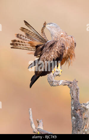 Nibbio, preening adulti su un albero morto, Basilicata, Italia (Milvus migrans) Foto Stock